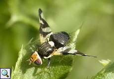 Distel-Bohrfliege (Potentilla indica)