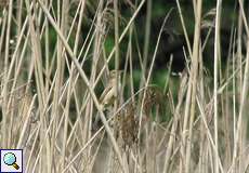 Sumpfrohrsänger (Acrocephalus palustris) in den Halmen zu entdecken, ist oft nicht leicht