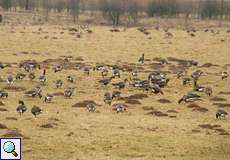 Blässgänse (Anser albifrons) auf einer winterlichen Wiese in der Rheinaue Walsum