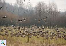 Immer mehr Blässgänse (Anser albifrons) sammeln sich auf einer Wiese