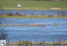 Rheinhochwasser im Deichvorland