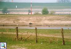 Graugänse (Anser anser) und Kormoran (Phalacrocorax carbo carbo) in der Walsumer Rheinaue