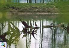 Stockenten (Anas platyrhynchos) und Kormoran (Phalacrocorax carbo carbo) in der Walsumer Rheinaue