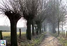 Kopfweidenallee in der Rheinaue Walsum im Winter