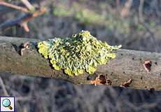 Gewöhnliche Gelbflechte (Xanthoria parietina)