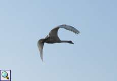 Fliegender Höckerschwan (Cygnus olor)