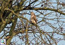 Mäusebussard (Buteo buteo) genießt die Wintersonne