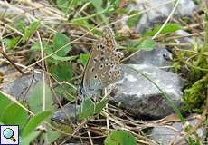 Hauhechelbläuling (Polyommatus icarus)