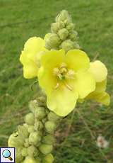 Großblütige Königskerze (Verbascum densiflorum)