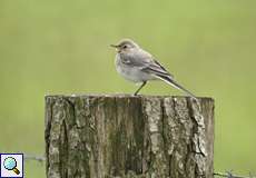 Jugendliche Bachstelze (Motacilla alba)