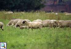 Schafe in der Walsumer Rheinaue