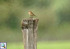 Weibliches Braunkehlchen (Saxicola rubetra)