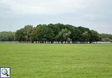 Baumgruppe im Deichvorland der Walsumer Rheinaue