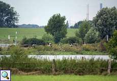 Deichvorland mit fliegenden Graugänsen (Anser anser)