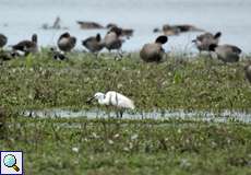 Seidenreiher (Egretta garzetta)