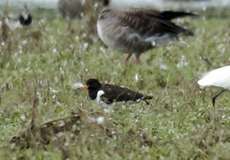 Austernfischer (Palaearctic Oystercatcher, Haematopus ostralegus)