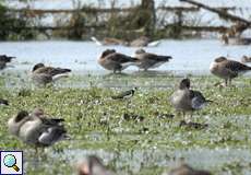 Kiebitz (Northern Lapwing, Vanellus vanellus)