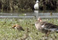 Uferschnepfe (Black-tailed Godwit, Limosa limosa)