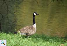 Kanadagans (Branta canadensis)