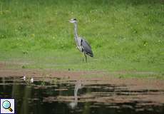 Graureiher (Ardea cinerea)