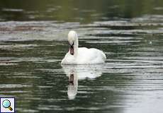 Höckerschwan (Cygnus olor)