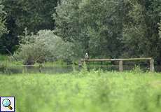 Landschaft mit Mäusebussard (Buteo buteo)