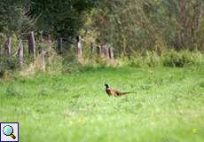 Wiese mit Fasanen-Männchen (Phasianus colchicus)