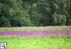 Blühende Wiese in der Walsumer Rheinaue