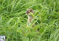 Weiblicher Fasan (Phasianus colchicus)