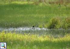Überflutete Wiese im Deichbinnenland