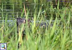 Biberratte oder Nutria (Myocastor coypus)