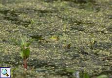 Teichfrosch (Pelophylax esculentus, früher Rana kl. esculenta)