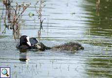 Blässhuhn mit Nachwuchs (Fulica atra)