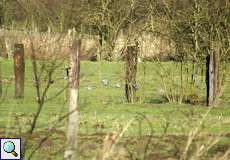 Ringeltauben (Columba palumbus) auf einer Wiese im Deichbinnenland