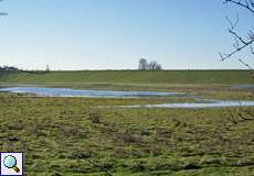 Feuchte Wiese im Deichbinnenland