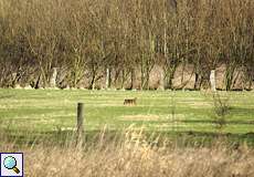 Feldhase (Lepus europaeus) im Deichbinnenland