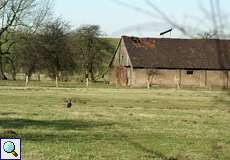 Nilgans (Alopochen aegyptiaca) im Deichbinnenland