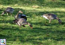 Graugänse (Anser anser) beim gemeinsamen Fressen