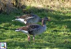 Graugänse (Anser anser) im Deichbinnenland