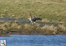 Blässgans (Anser albifrons) im Deichbinnenland