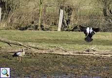 Nilgänse (Alopochen aegyptiaca) im Deichbinnenland