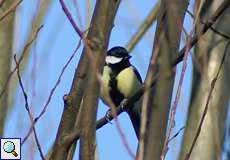 Kohlmeise (Parus major) in der Walsumer Rheinaue