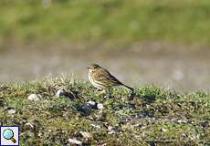 Wiesenpieper (Anthus pratensis) in der Walsumer Rheinaue