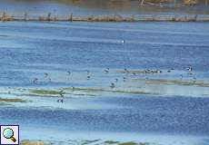 Kiebitze (Vanellus vanellus) am Rheinufer in der Walsumer Rheinaue