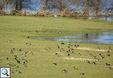 Kiebitze (Vanellus vanellus) und Blässgänse (Anser albifrons) in der Walsumer Rheinaue