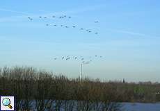 Blässgänse (Anser albifrons) im Flug über der Walsumer Rheinaue