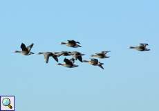 Fliegende Blässgänse (Anser albifrons) aus der Nähe betrachtet