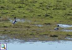 Brandgänse (Common Shelduck, Tadorna tadorna)