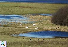 Höckerschwäne (Cygnus olor) und Rabenkrähen (Corvus corone) im Deichbinnenland