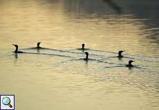 Kormorane (Phalacrocorax carbo carbo) im Licht der winterlichen Morgensonne